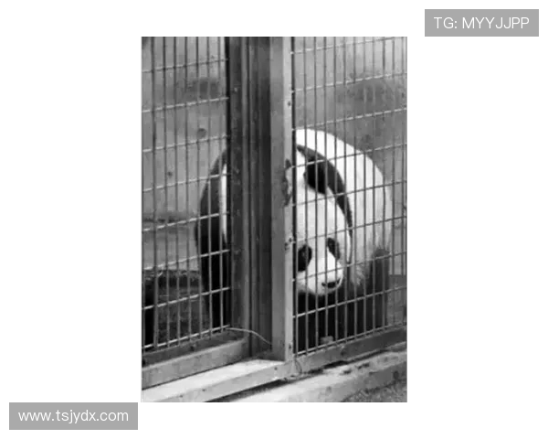 1972年，“康康”“兰兰”掀起日本首次“熊猫热”